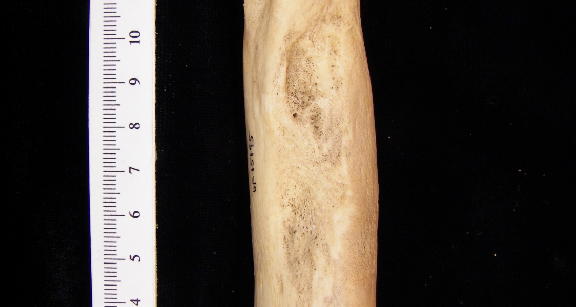 West Indian manatee (Trichecus manatus) humerus