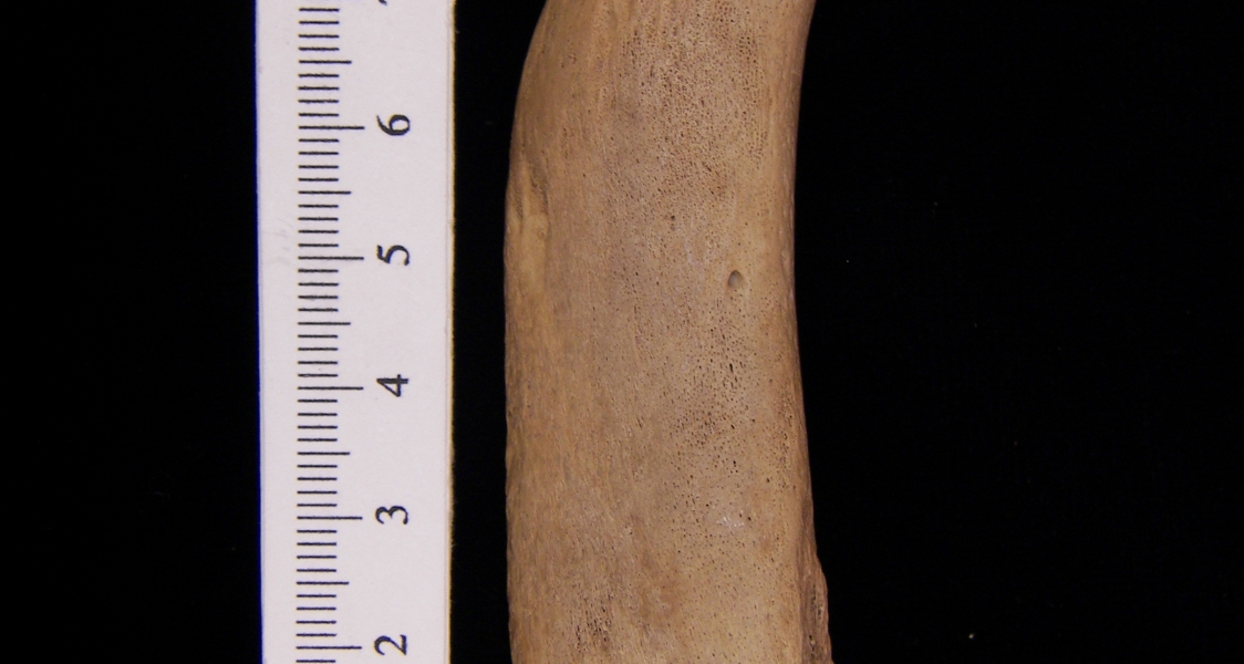 West Indian manatee (Trichecus manatus) radius