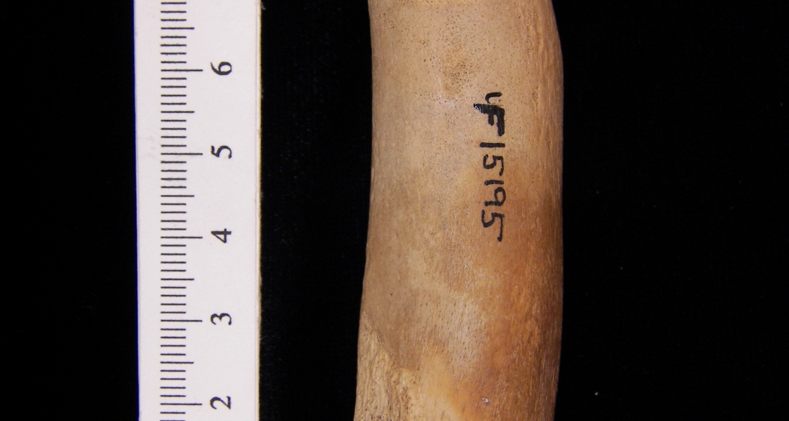 West Indian manatee (Trichecus manatus) radius, view 2