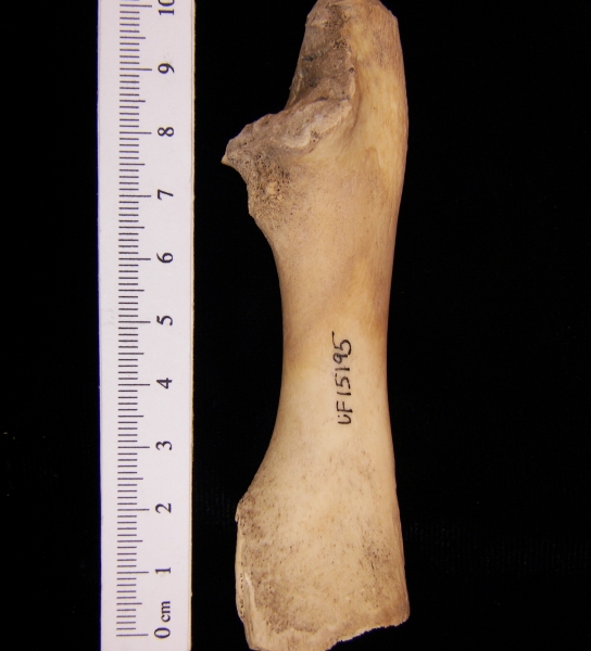 West Indian manatee (Trichecus manatus) ulna, view 2