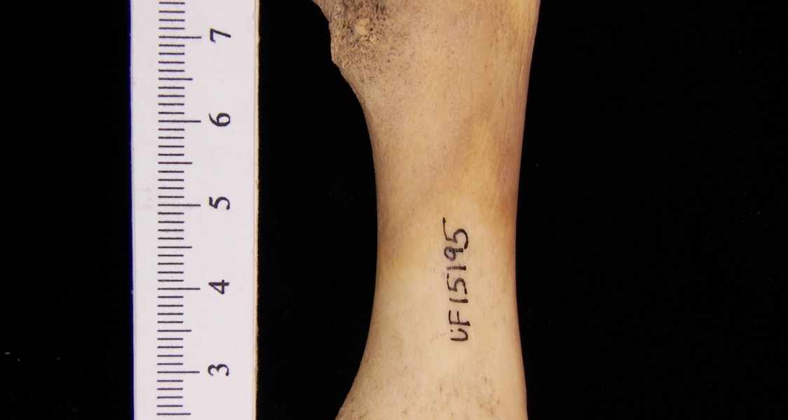 West Indian manatee (Trichecus manatus) ulna, view 2