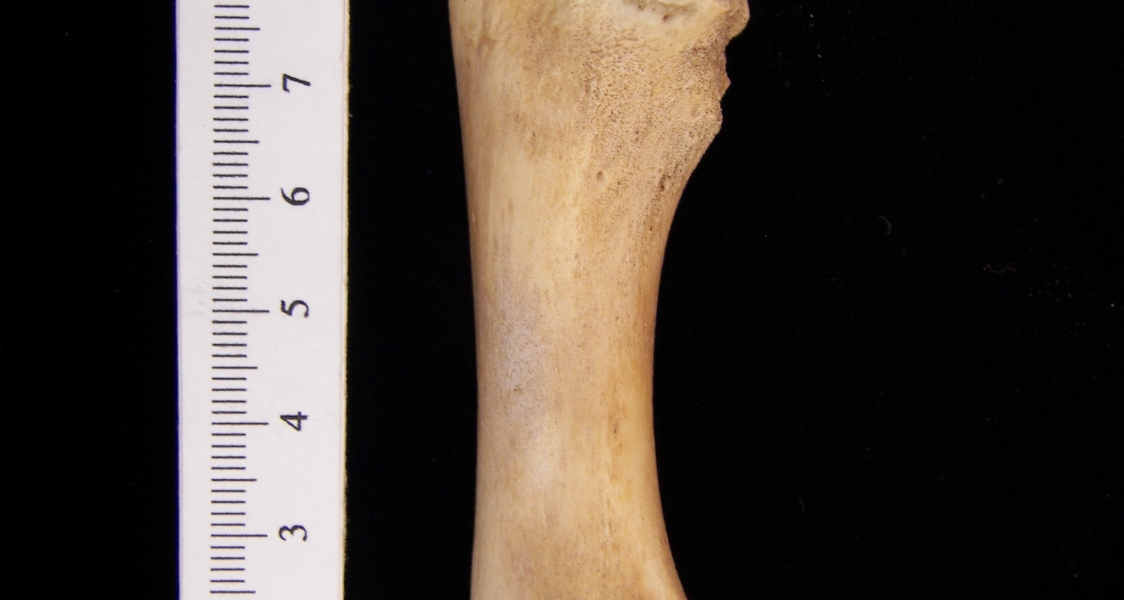 West Indian manatee (Trichecus manatus) ulna