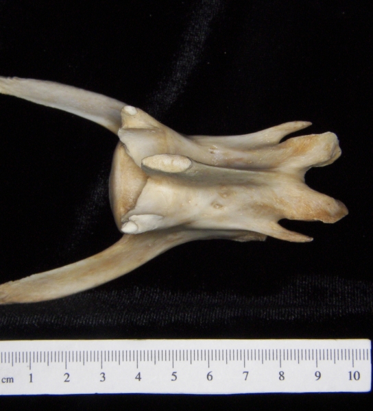 Florida panther (Puma concolor) 3rd lumbar vertebra