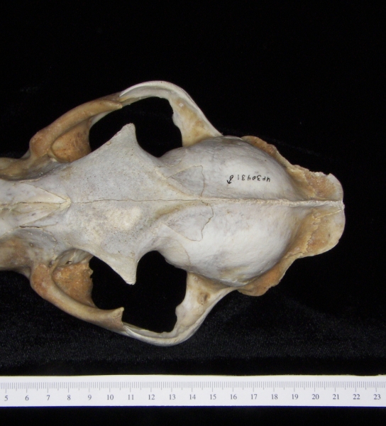 Florida panther (Puma concolor) cranium, superior view