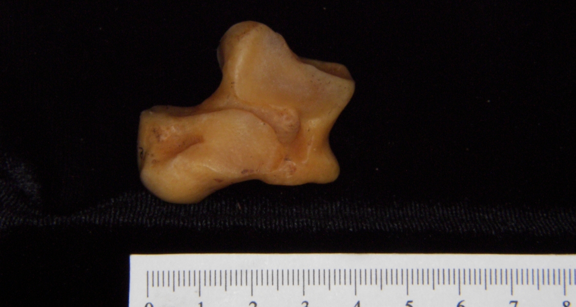 Florida panther (Puma concolor) left astragalus, inferior view