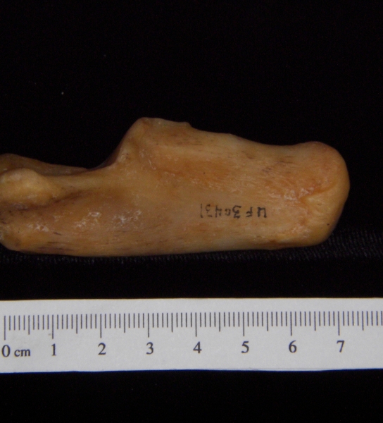 Florida panther (Puma concolor) left calcaneus, lateral view