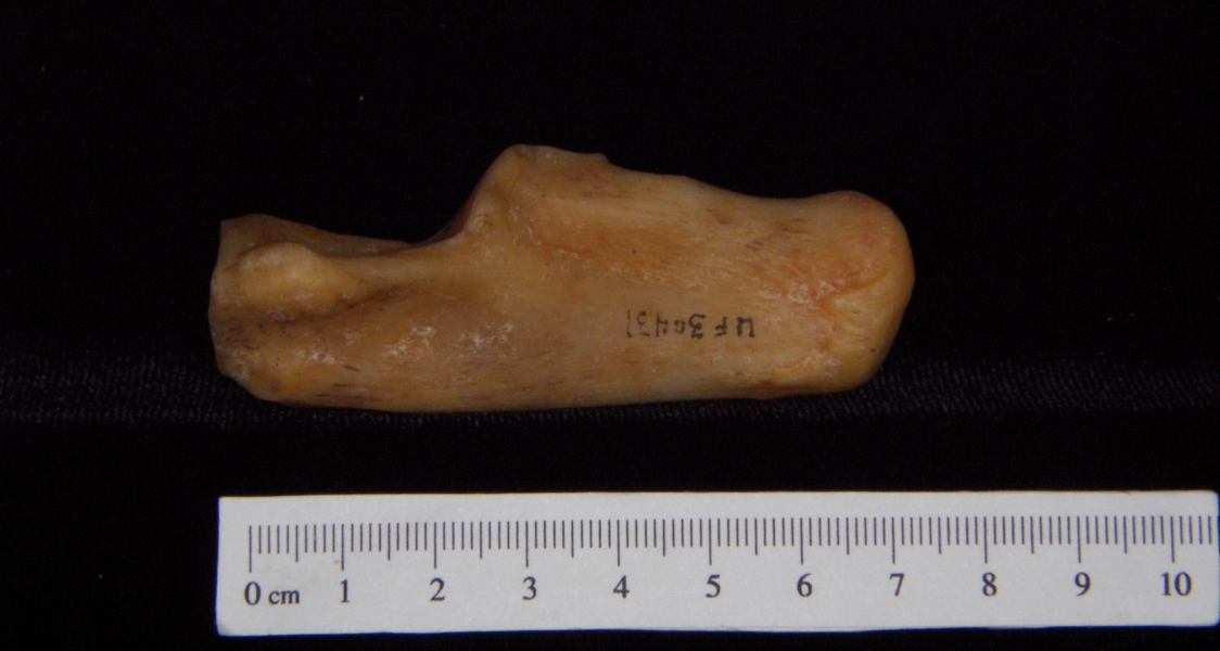 Florida panther (Puma concolor) left calcaneus, lateral view