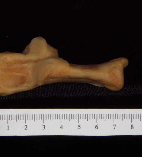 Florida panther (Puma concolor) left calcaneus, superior view