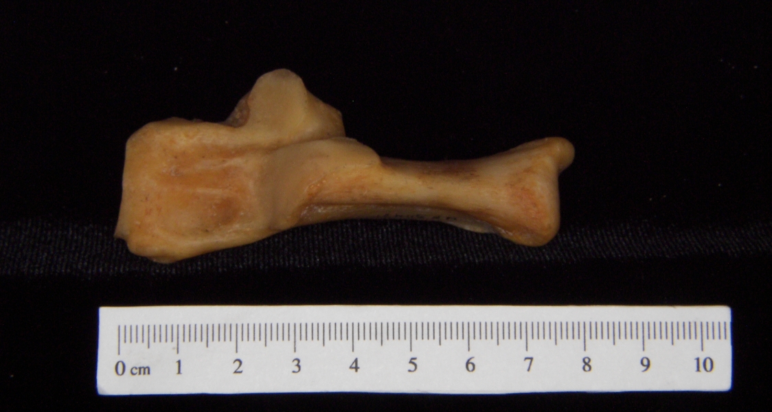 Florida panther (Puma concolor) left calcaneus, superior view