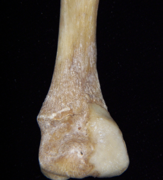 Florida panther (Puma concolor) left fibula, distomedial aspect