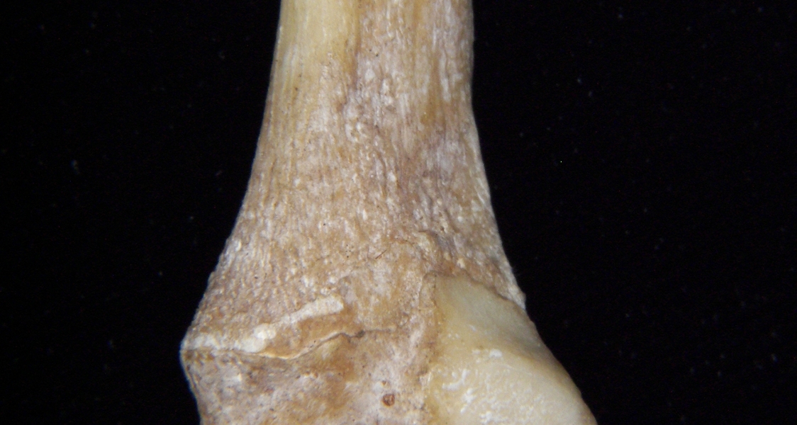 Florida panther (Puma concolor) left fibula, distomedial aspect
