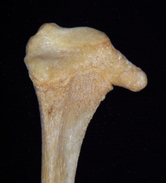 Florida panther (Puma concolor) left fibula, lateral proximal aspect