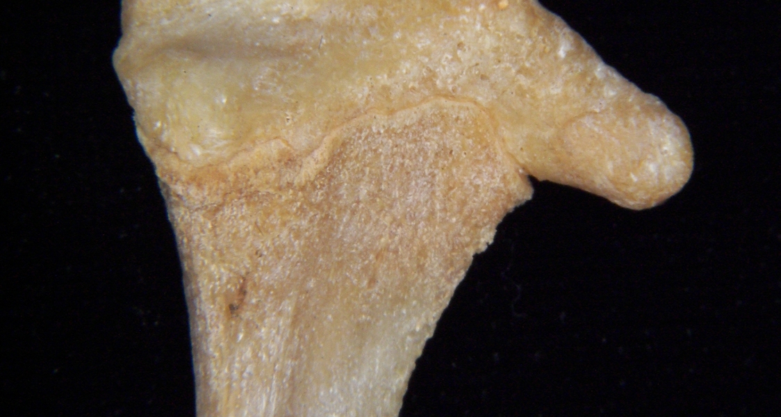 Florida panther (Puma concolor) left fibula, lateral proximal aspect