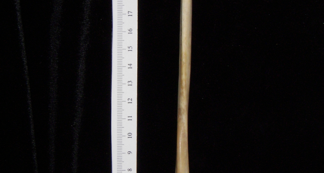 Florida panther (Puma concolor) left fibula, lateral view