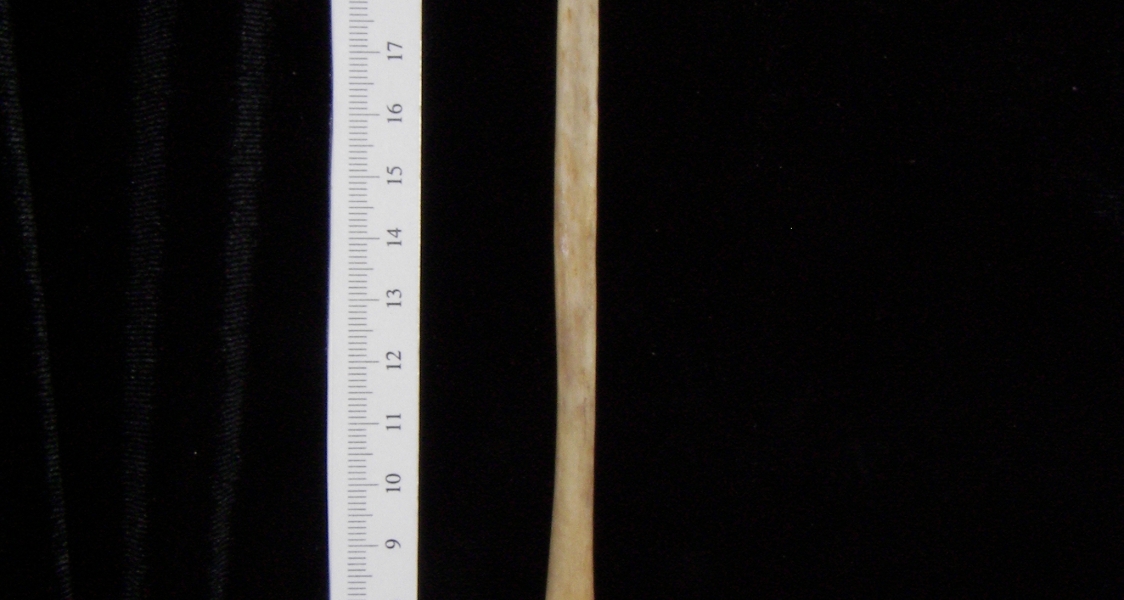 Florida panther (Puma concolor) left fibula, medial view