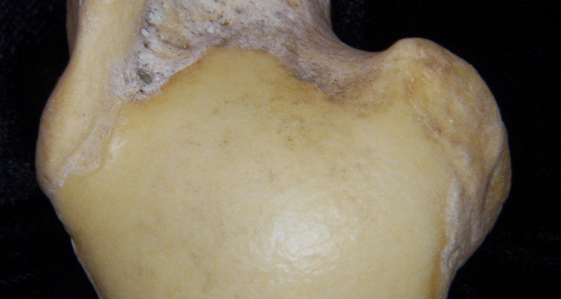 Florida panther (Puma concolor) left humerus, proximal articular surface