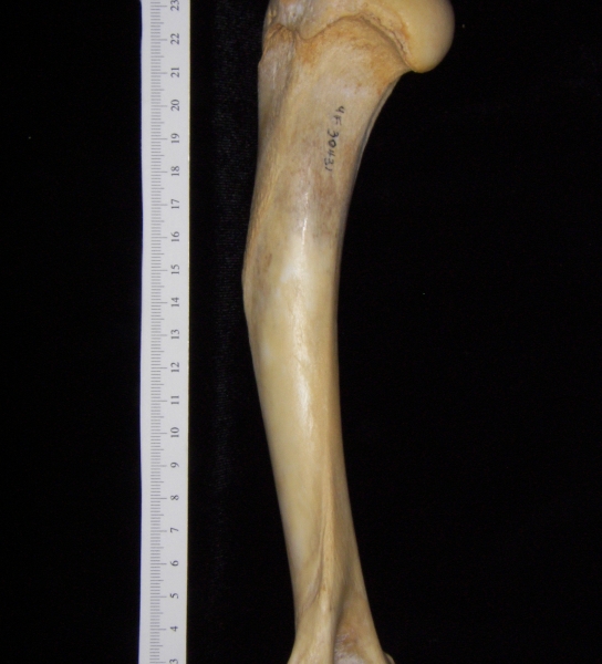 Florida panther (Puma concolor) left humerus, view 2