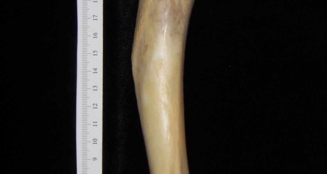 Florida panther (Puma concolor) left humerus, view 2