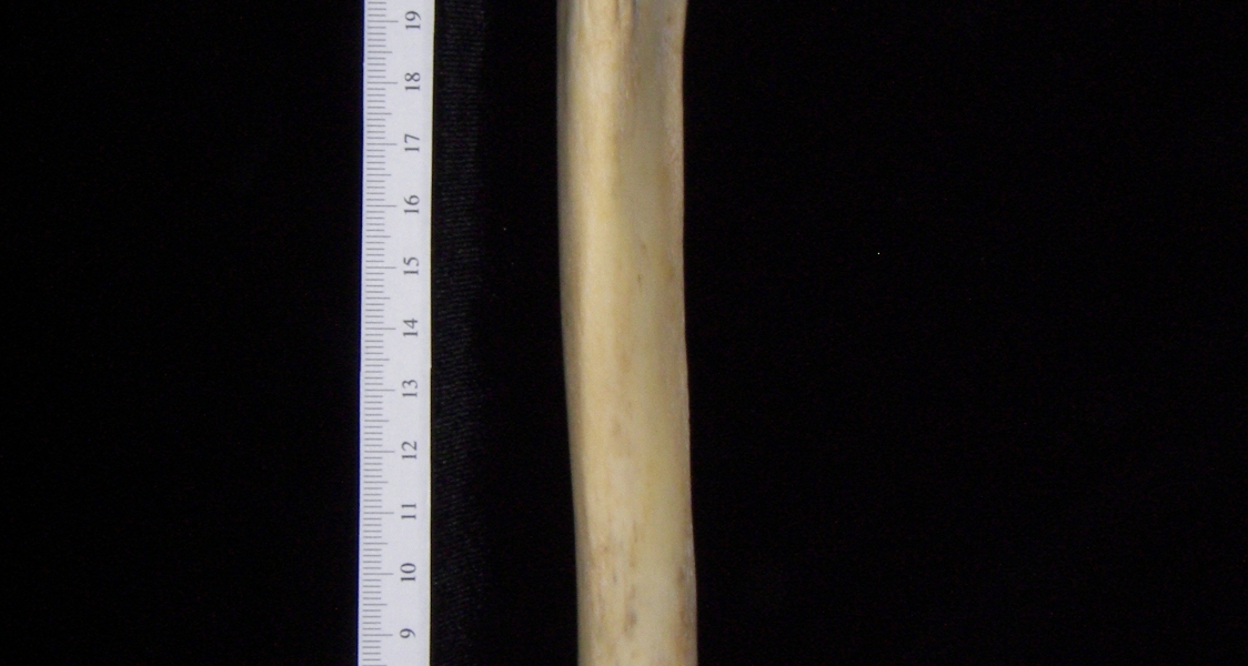Florida panther (Puma concolor) left tibia, anterior view