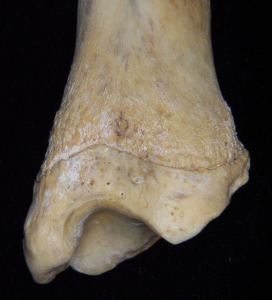 Florida panther (Puma concolor) left tibia, anterior distal aspect
