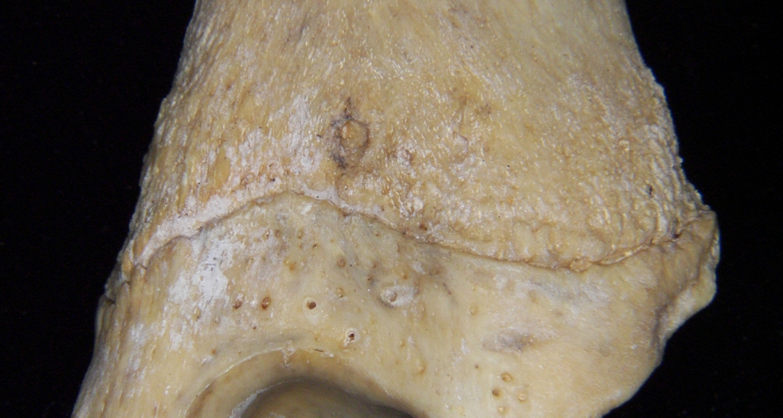 Florida panther (Puma concolor) left tibia, anterior distal aspect