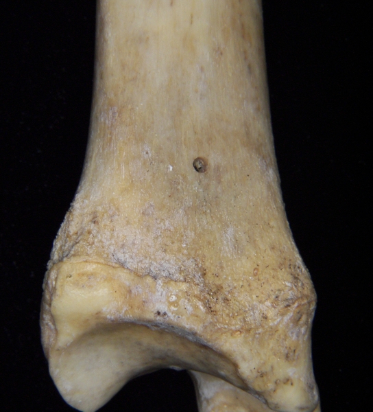 Florida panther (Puma concolor) left tibia, posterior distal aspect