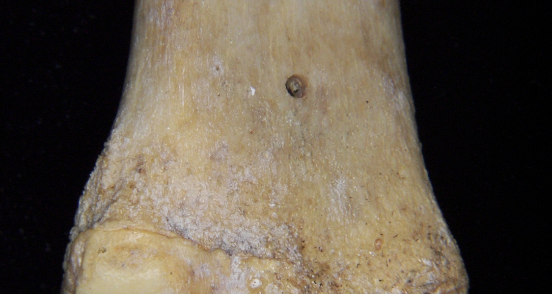 Florida panther (Puma concolor) left tibia, posterior distal aspect