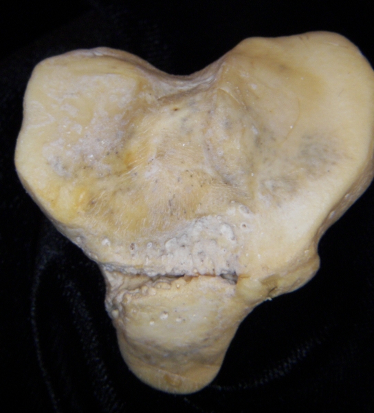 Florida panther (Puma concolor) left tibia, proximal articular surface