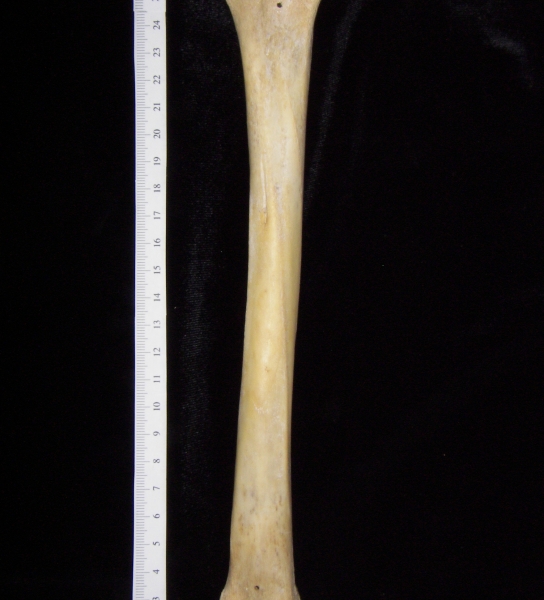 Florida panther (Puma concolor) left tibia, posterior view