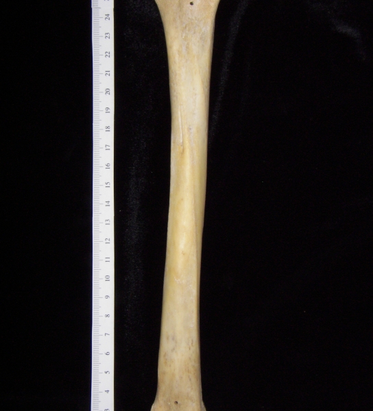 Florida panther (Puma concolor) left tibia, posterior view