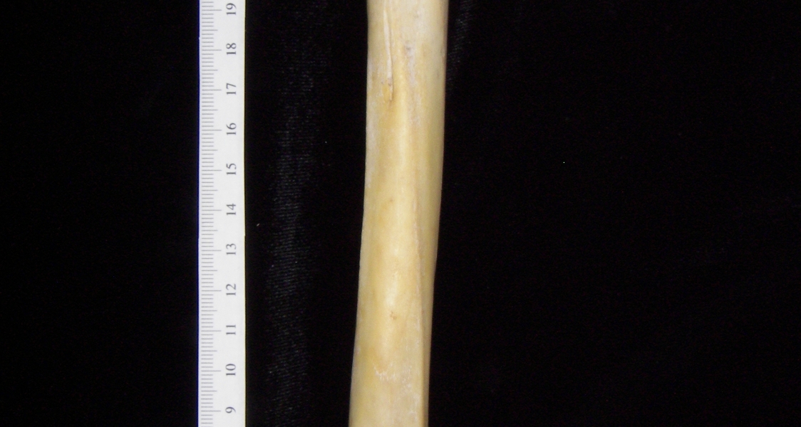 Florida panther (Puma concolor) left tibia, posterior view