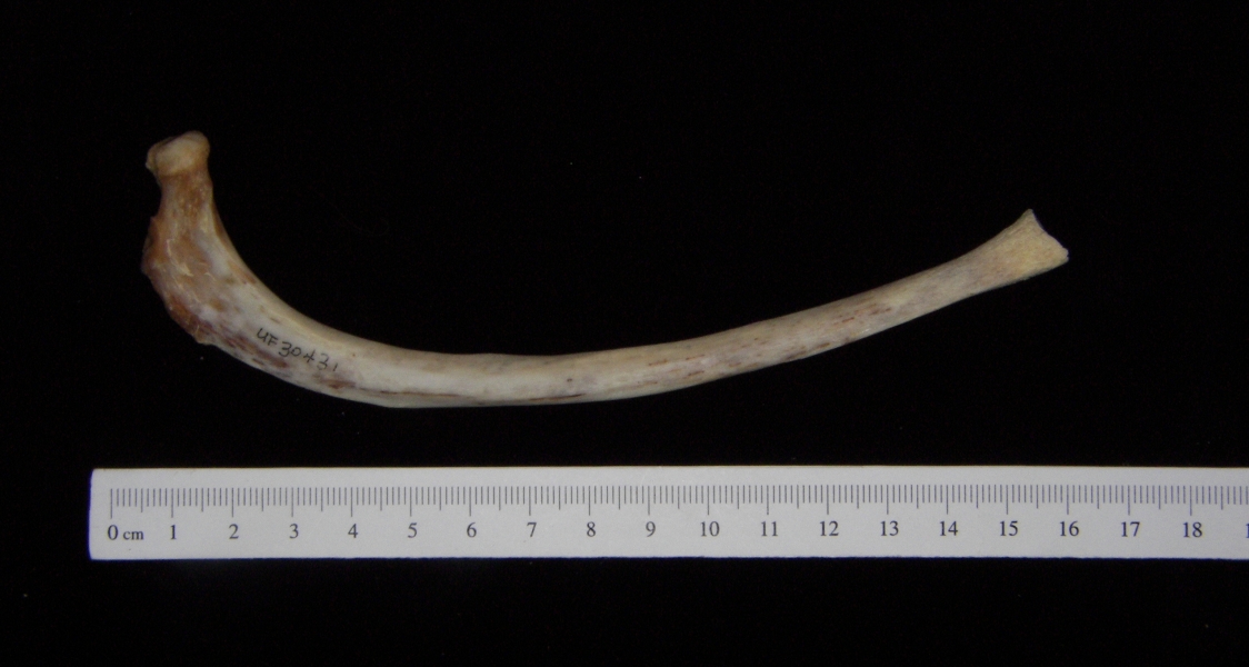 Florida panther (Puma concolor) mid left rib