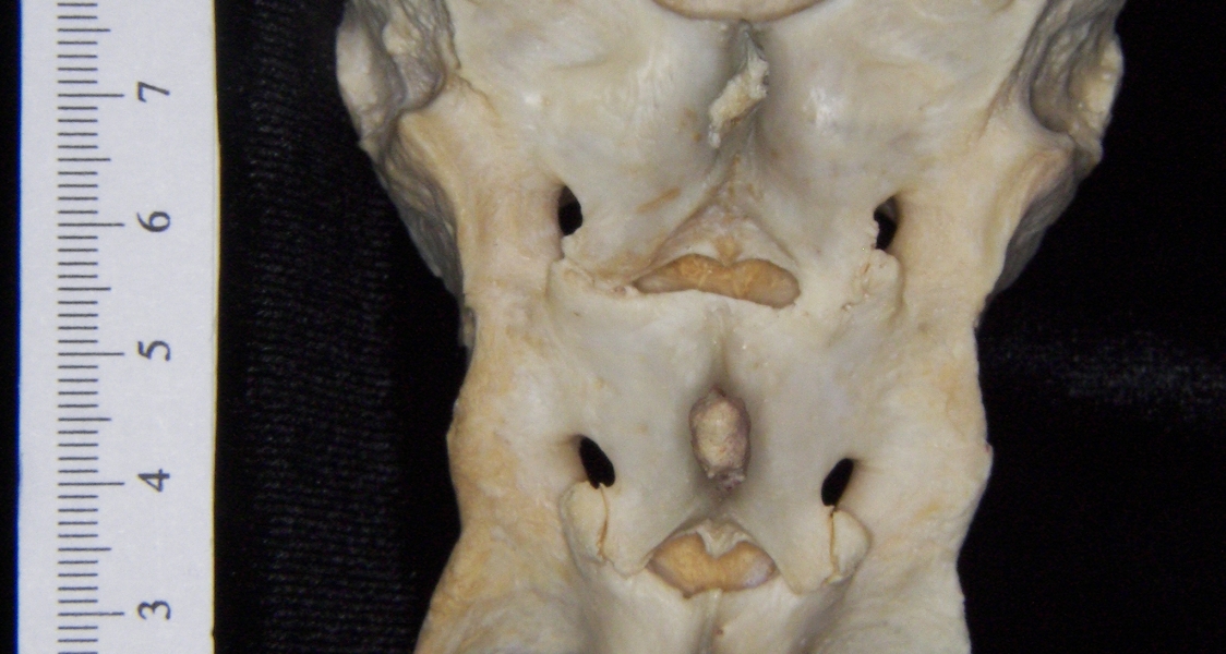 Florida panther (Puma concolor) sacrum