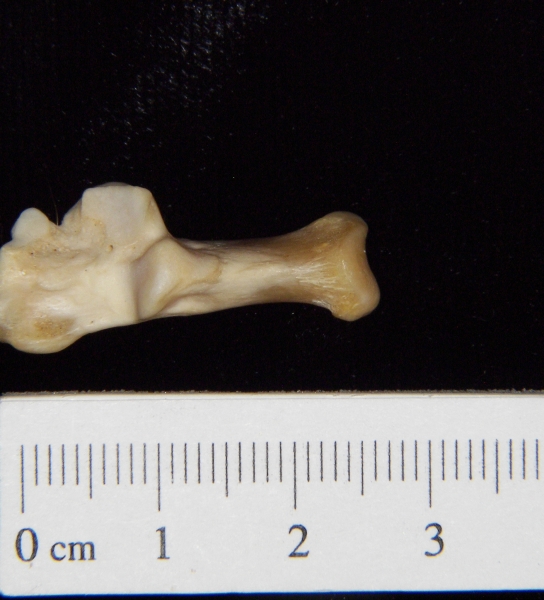Gray fox (Urocyon cinereoargenteus) left calcaneus, superior view
