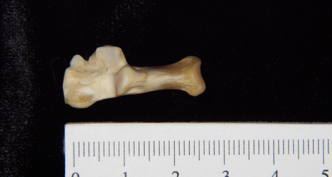 Gray fox (Urocyon cinereoargenteus) left calcaneus, superior view
