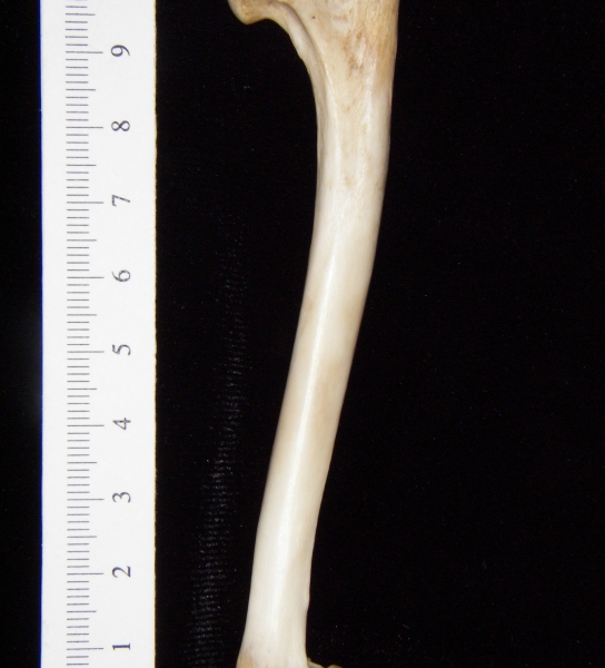 Gray fox (Urocyon cinereoargenteus) left humerus