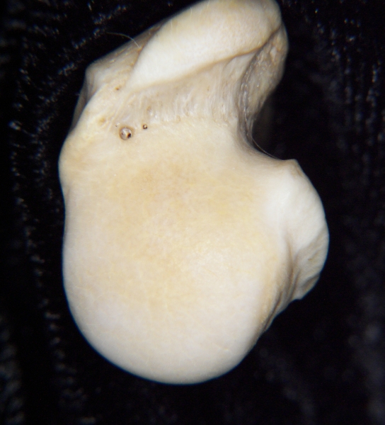 Gray fox (Urocyon cinereoargenteus) left humerus, proximal articular surface
