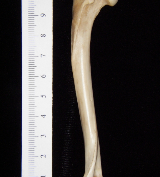 Gray fox (Urocyon cinereoargenteus) left humerus, view 2