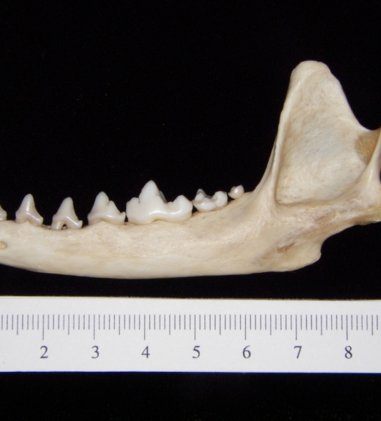Gray fox (Urocyon cinereoargenteus) left mandible