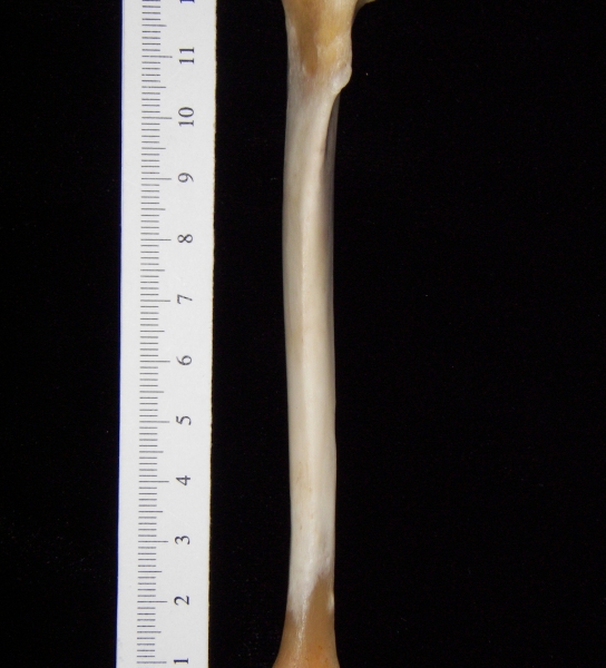 Gray fox (Urocyon cinereoargenteus) left tibia, anterior view