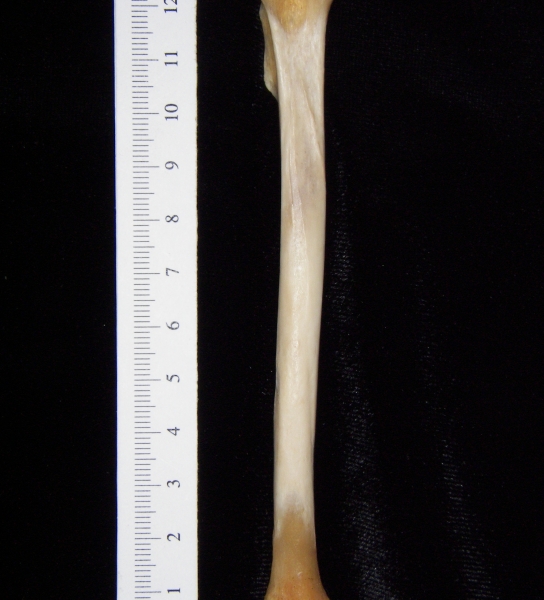 Gray fox (Urocyon cinereoargenteus) left tibia, posterior view