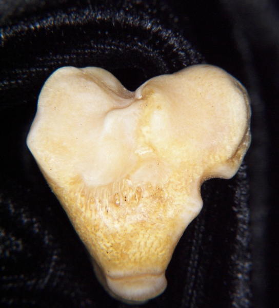 Gray fox (Urocyon cinereoargenteus) left tibia, proximal articular surface