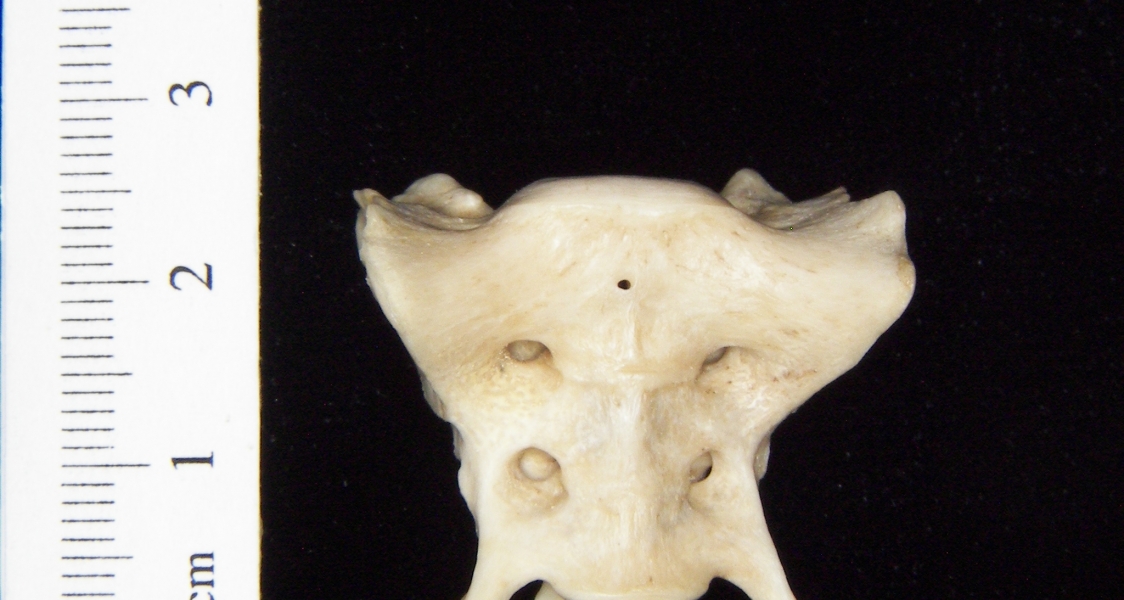 Anterior View Grey Fox Sacrum