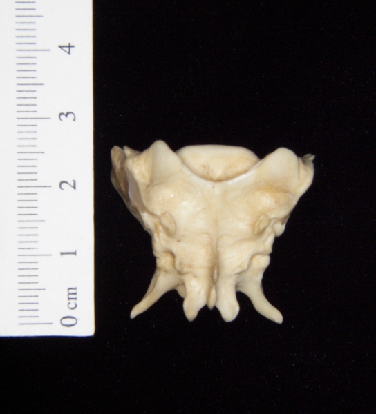 Posterior View Grey Fox Sacrum