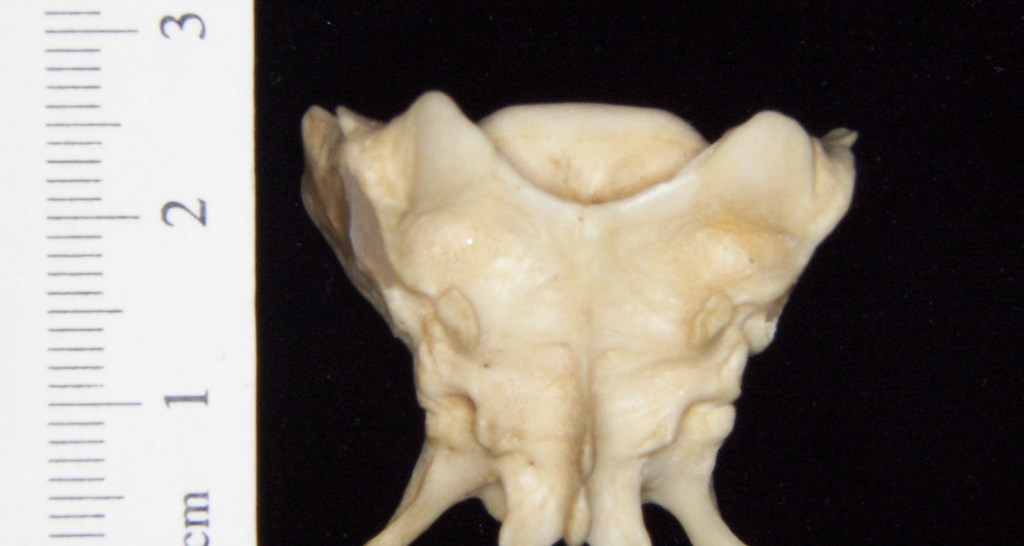 Posterior View Grey Fox Sacrum