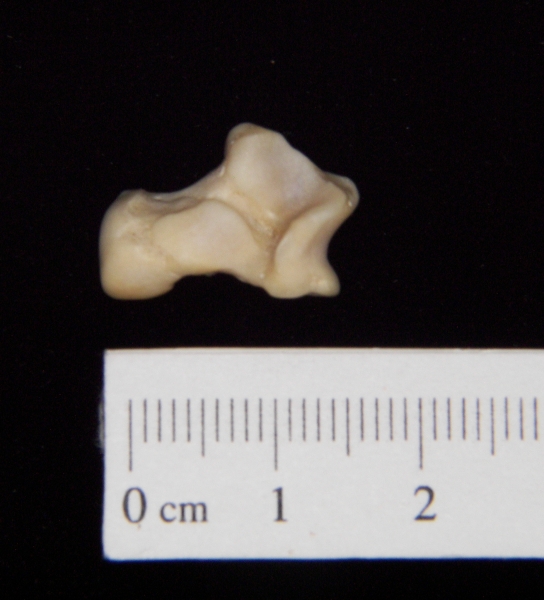 Gray fox (Urocyon cinereoargenteus) left astragalus, inferior view