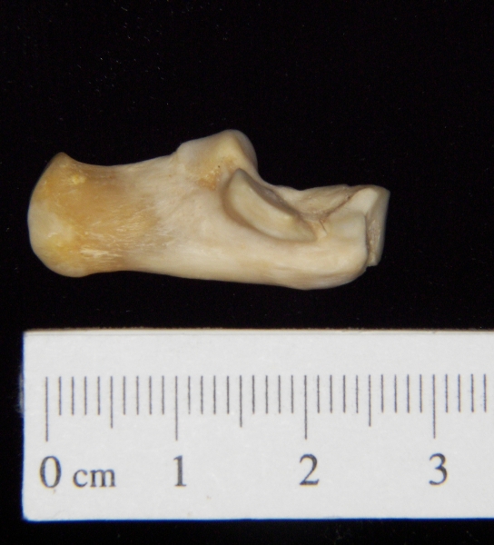 Gray fox (Urocyon cinereoargenteus) left calcaneus, medial view