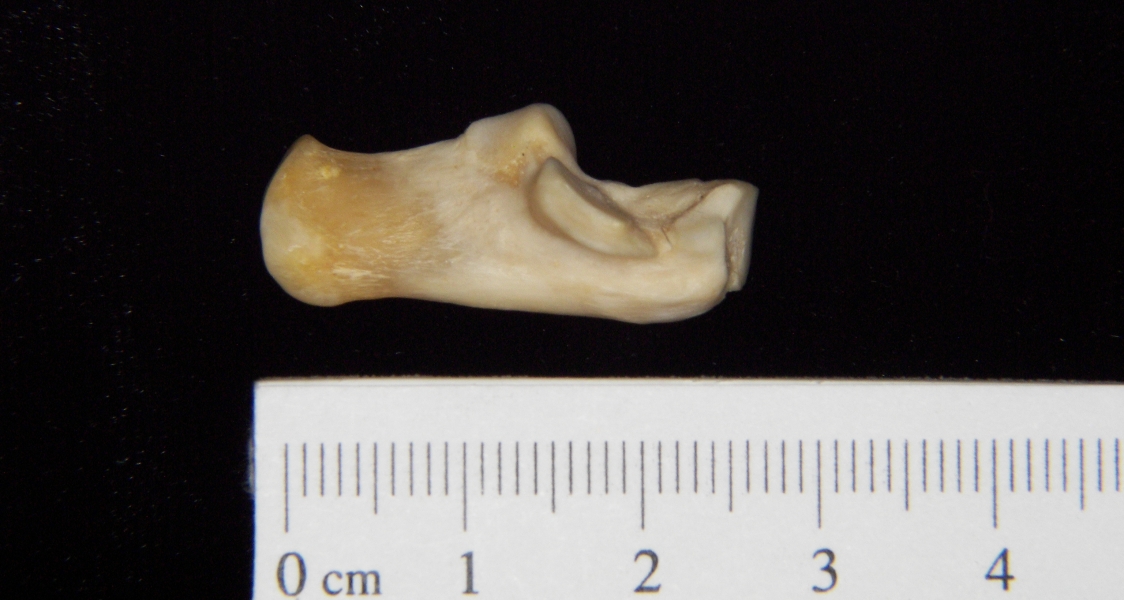 Gray fox (Urocyon cinereoargenteus) left calcaneus, medial view