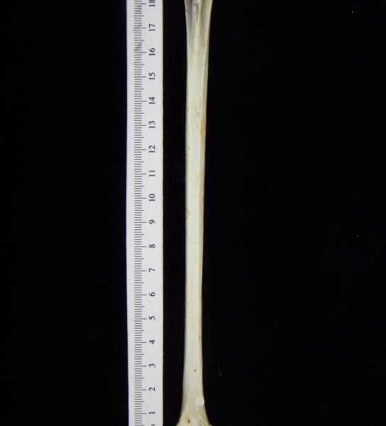 Great blue heron (Ardea herodias) left tarsometatarsus, anterior view