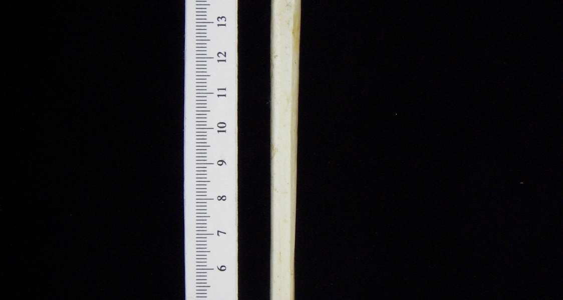 Great blue heron (Ardea herodias) left tarsometatarsus, anterior view